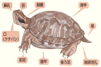 カメの雑学