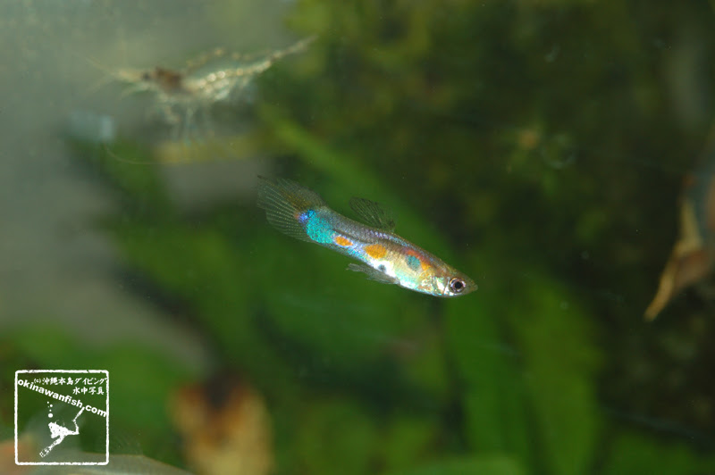グッピー 沖縄本島のダイビングで撮影した水中写真サイト Okinawanfish