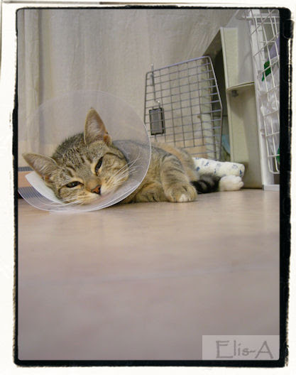 Kitch2
