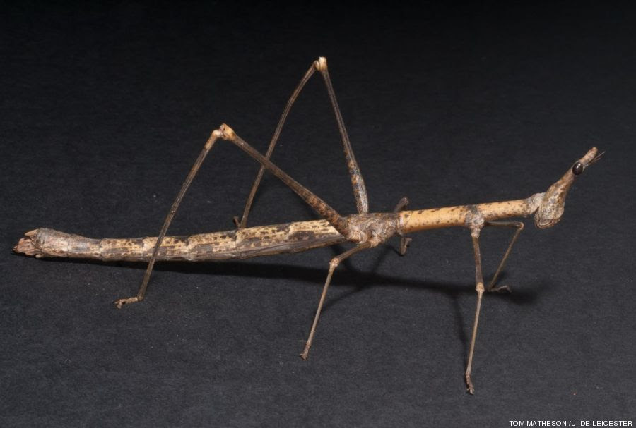 saltamontes