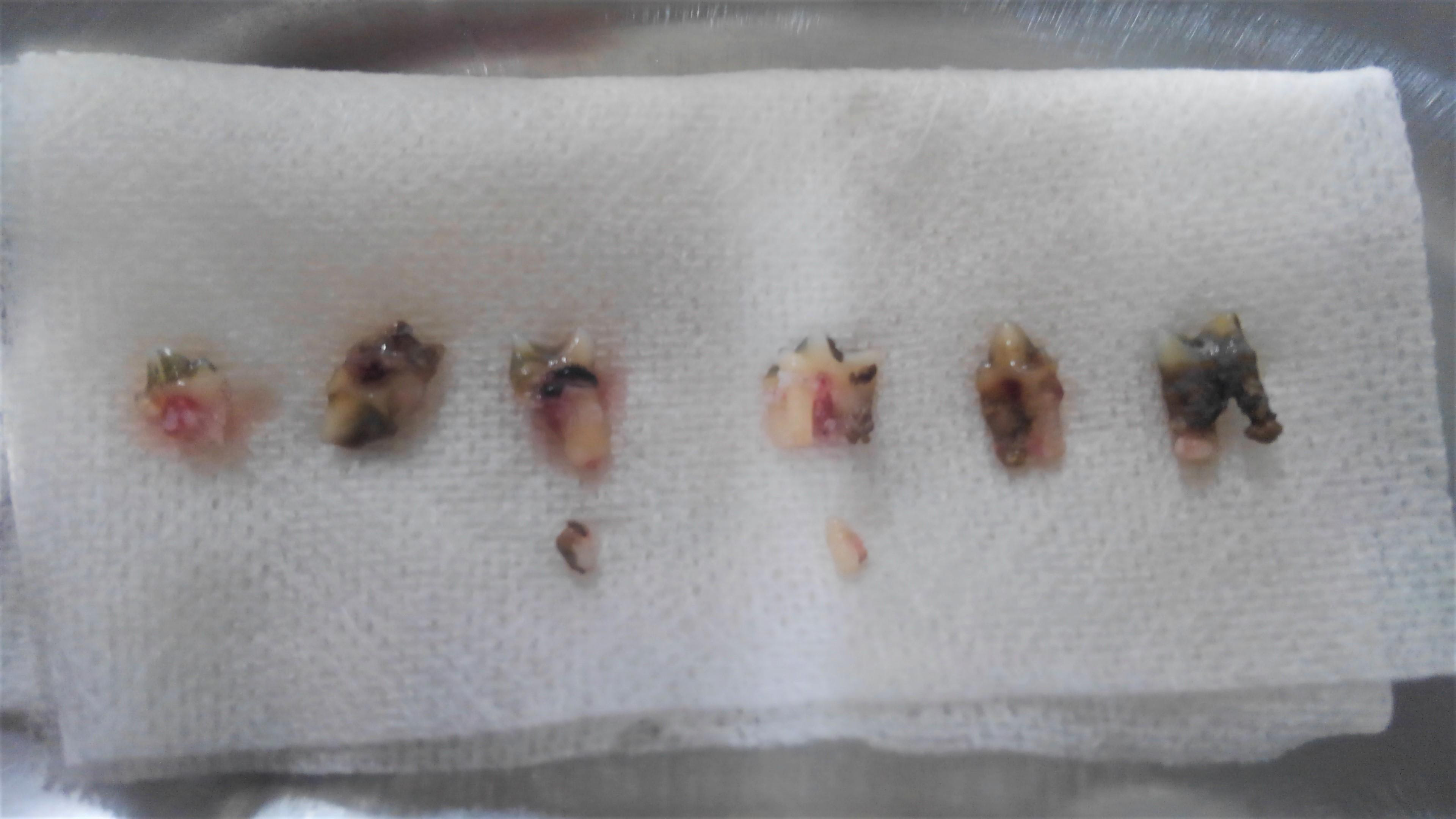 慢性鼻炎のネコちゃんの例 口鼻瘻 院長ブログ うぇる動物病院 町田市本町田の動物病院 犬猫の予防接種 夜間診療 ペットホテル