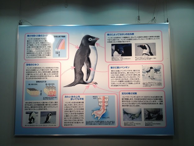 名古屋港水族館 314 ペンギンの解説 写真共有サイト フォト蔵