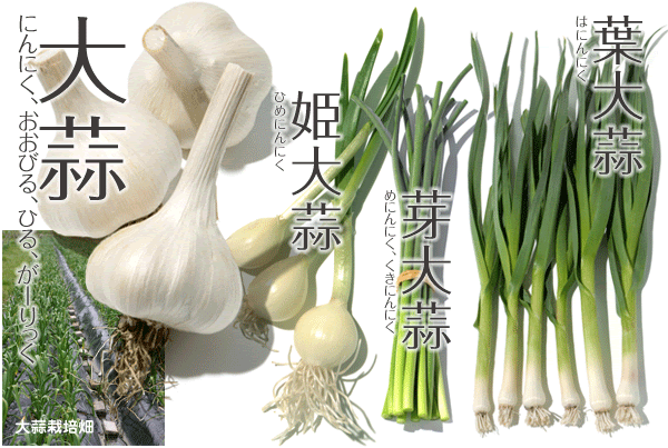 野菜73 ニンニク にんにく 大蒜 やさい くだもの図鑑