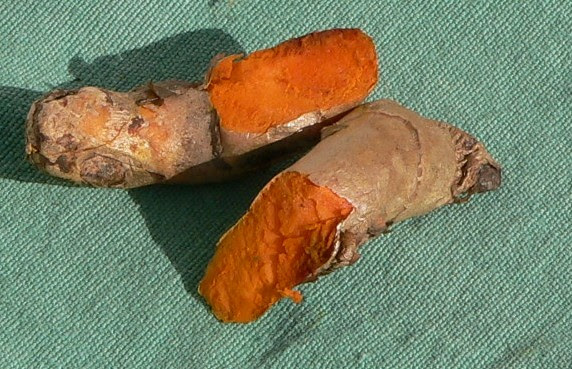 படிமம்:Turmeric (Curcuma longa).jpg