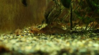 コリドラスに寄生虫が付いた時の薬浴期間 気楽にコリドラス