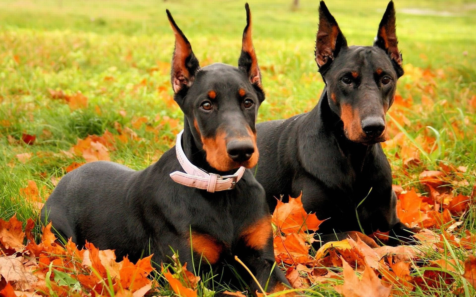 O Dobermans Doberman Chat Forum