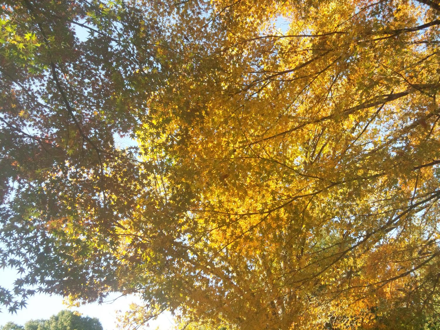 黄金の秋