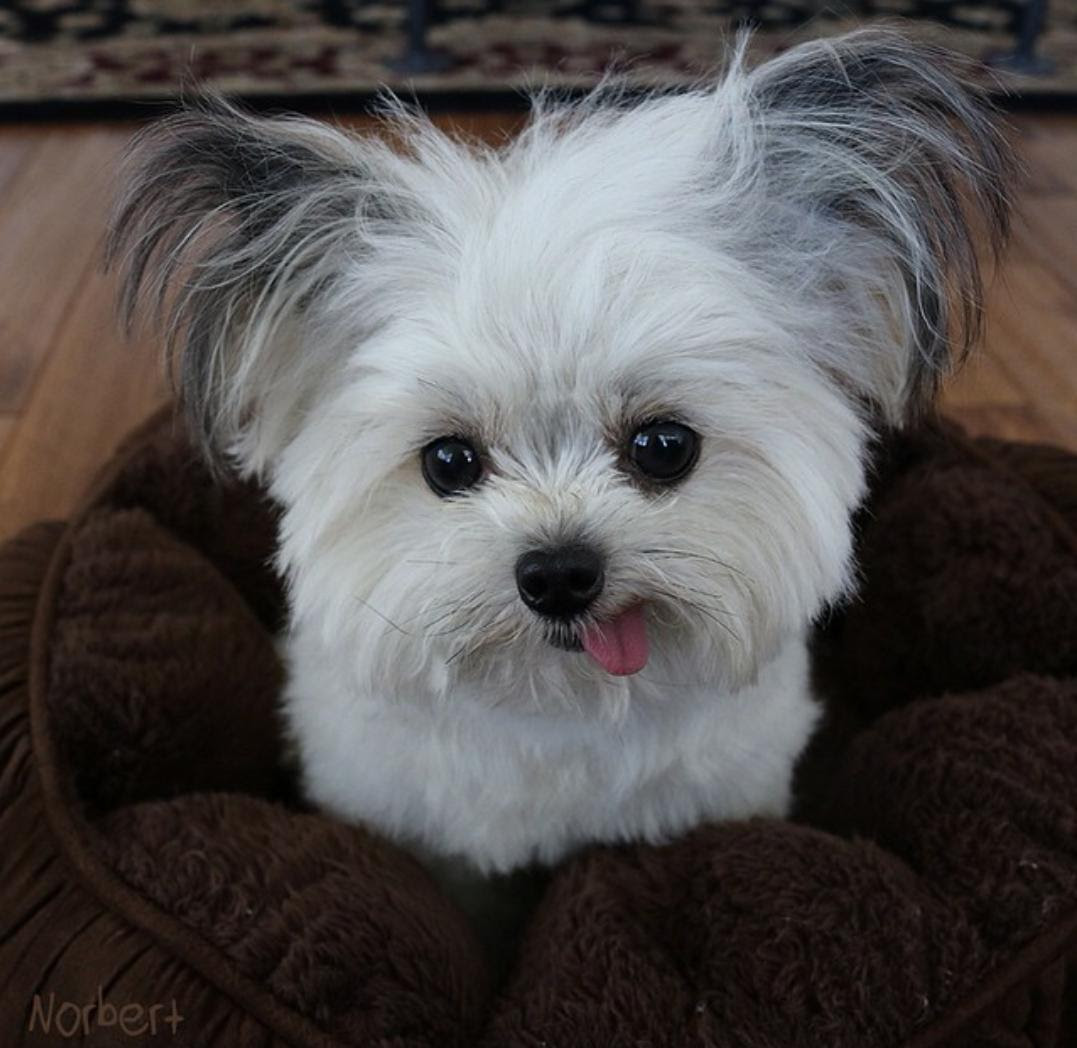 Norbert the dog : aww