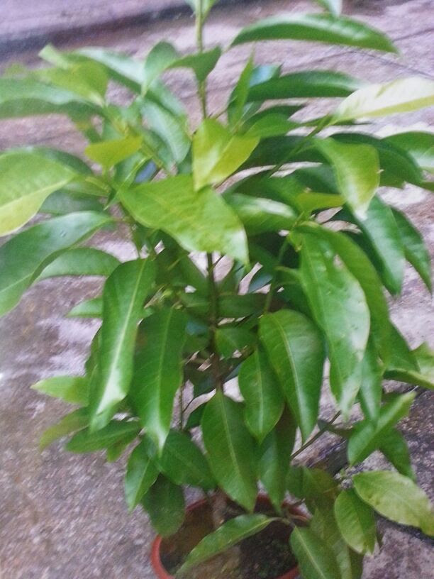 盆景ii 香港灣仔花店 花月園藝 Moon S Flower Garden 開張花藍 生日果藍 鮮花禮品 月花服務 盆栽 保養 園藝工程 結婚花球