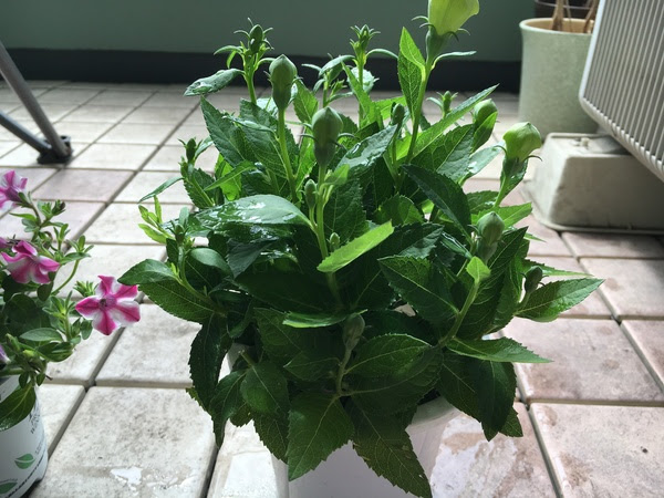 子供も喜ぶ６月に植える花 蒔く種は プランターには