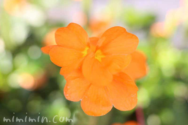 クロサンドラの花の写真 花言葉 名前の由来 誕生花 みみみんブログ