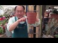 [最も欲しかった] 花 パイナップルリリー パイナップル 265535