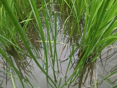 田んぼの水草巡り アクアルバム