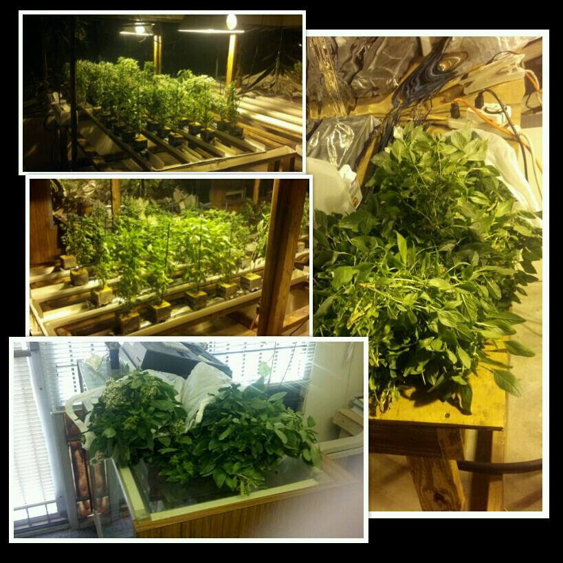 ultimate hydroponic garden supply houston ~ aquaponics at home