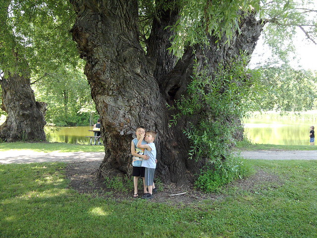 The boys & the big tree (#1)