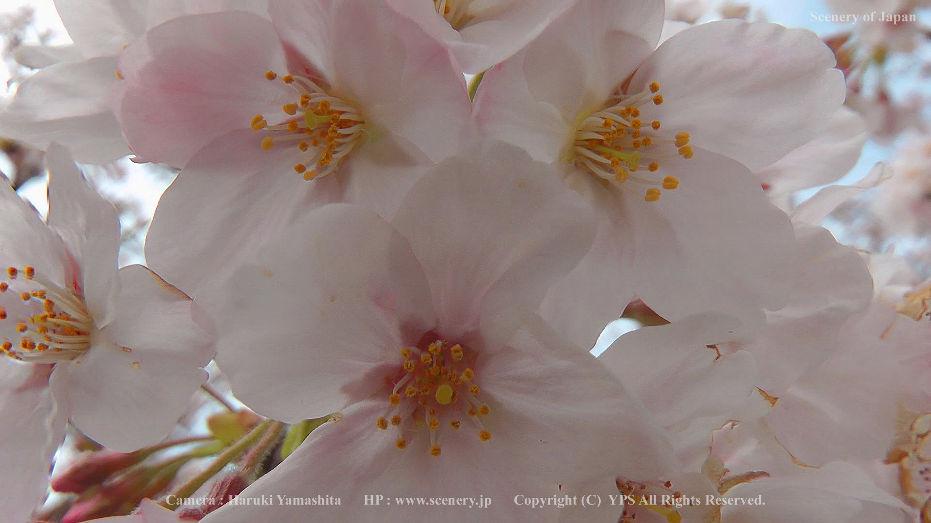 春の風景 写真 画像 Scenery Of Japan