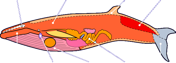 くじら本舗 鯨食材をお届けする業務用クジラ販売サイト くじらについて