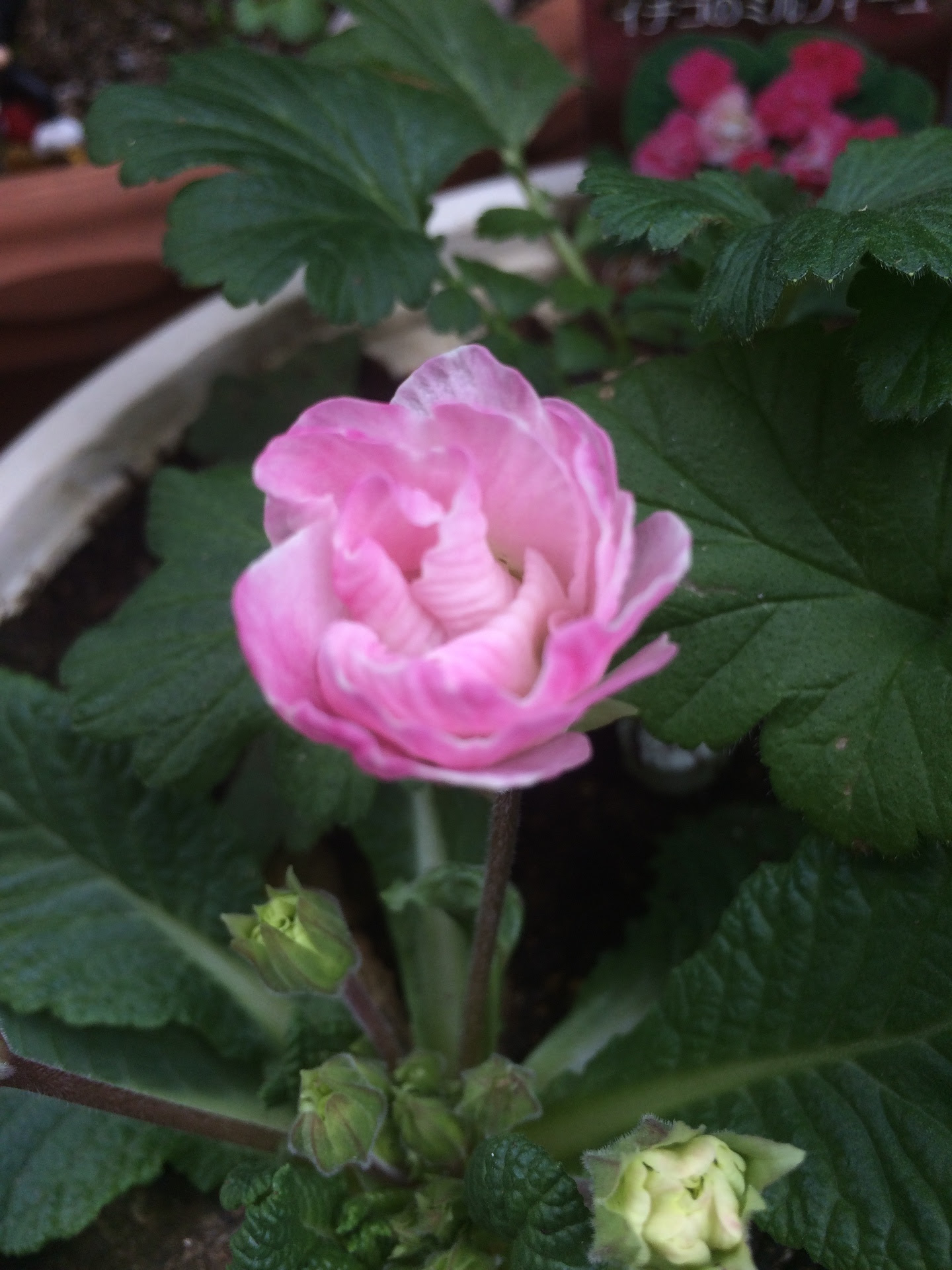 ガーデニング 鉢植え プリムラジュリアン ようやくもう一つの株にも花が咲きました Hugkumi 日々のはぐくみから