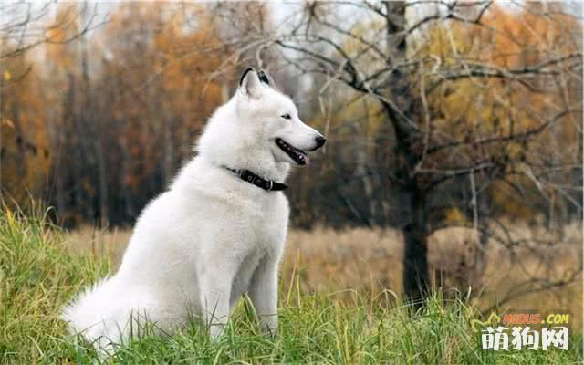 母犬繁殖期如何护理 铭瑞宁宠物 萌狗网