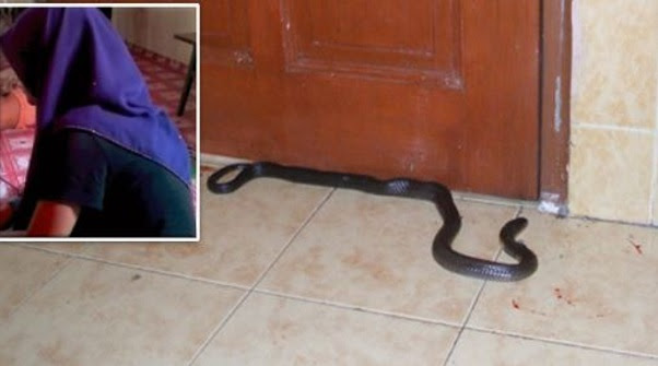 Ular masuk dalam rumah,suami belasah isteri Ular masuk dalam rumah,suami belasah isteri
