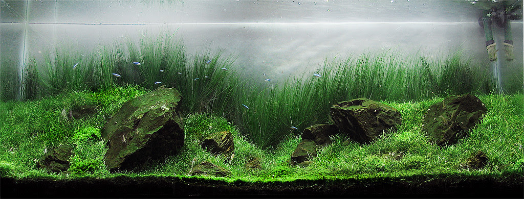 My 55 Gallon Iwagumi 2 56k  The Planted Tank Forum