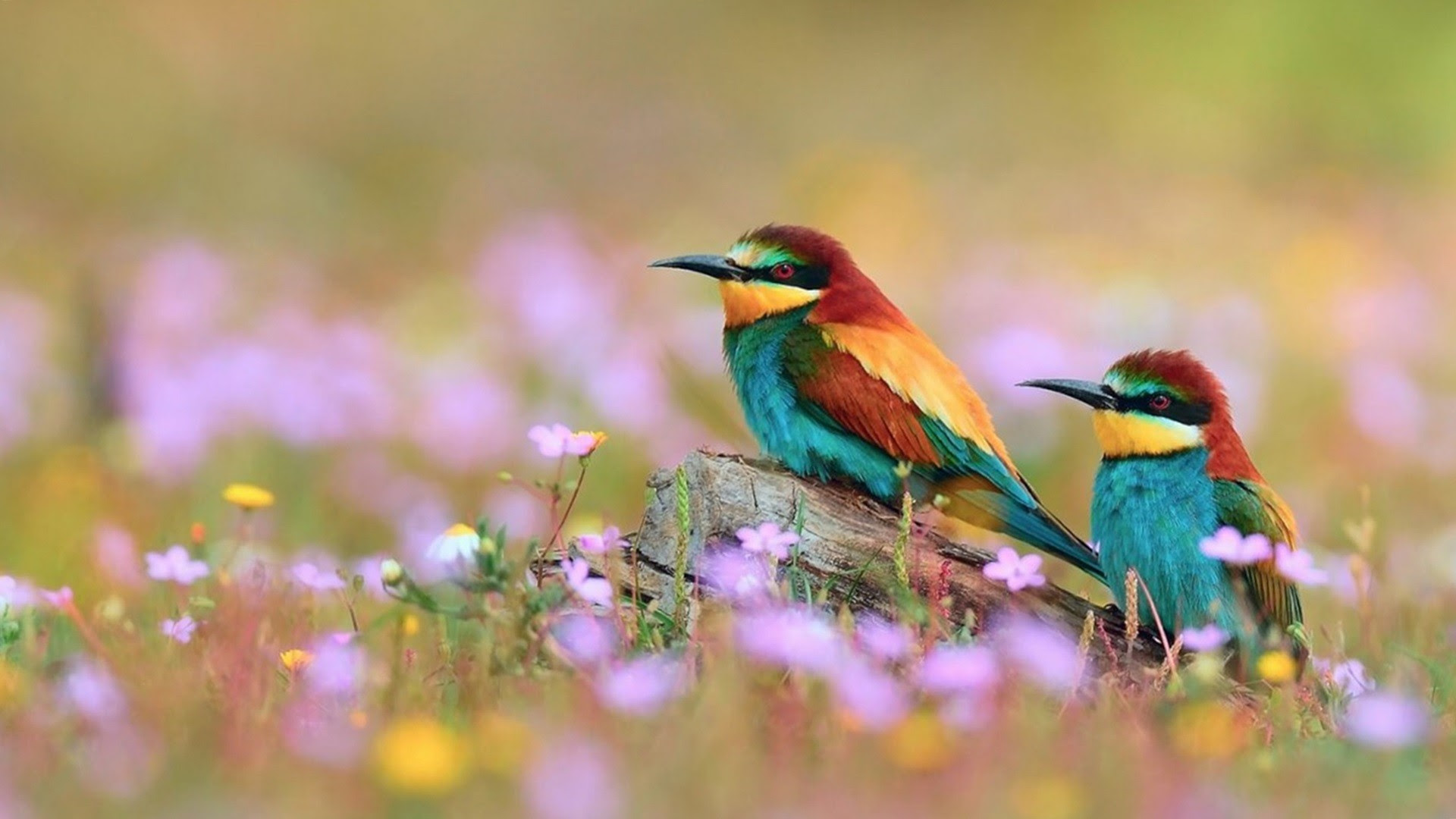 Wallpaper Birds and Flowers (61+ images)
