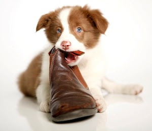 Dog Behaviourist - Do you need a dog trainer or dog behaviourist?