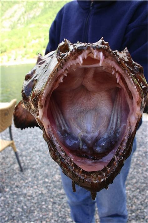 3 stunden und 45 minuten. Visreis, vissen in Noorwegen, Sjostuer 04 - Cordes Travel