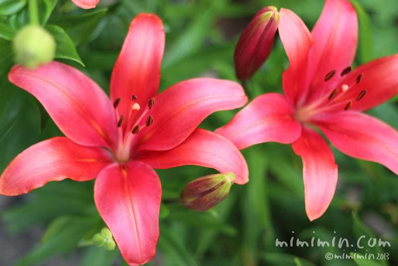 スカシユリの花言葉 名前の由来 花の写真 みみみんブログ