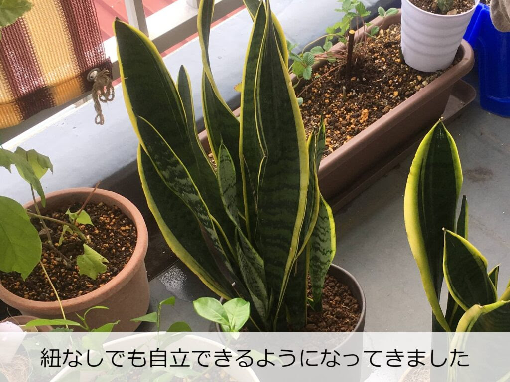 サンスベリアの花が不吉といわれる理由 なぜ咲く Komame Topics