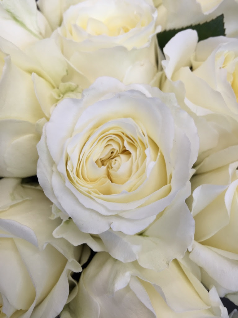 仲卸ローズガーデンのこだわり薔薇図鑑 有限会社薔薇園植物場ブログ