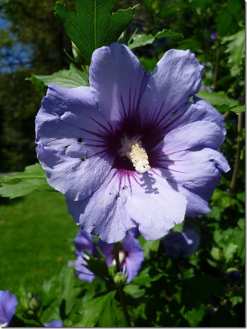 Jardins de mirabell 54