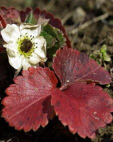 花 イチゴ 5月4日の花と花言葉 イチゴ 魅る魅るガーデニング