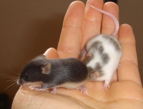 Fat Baby Mouse