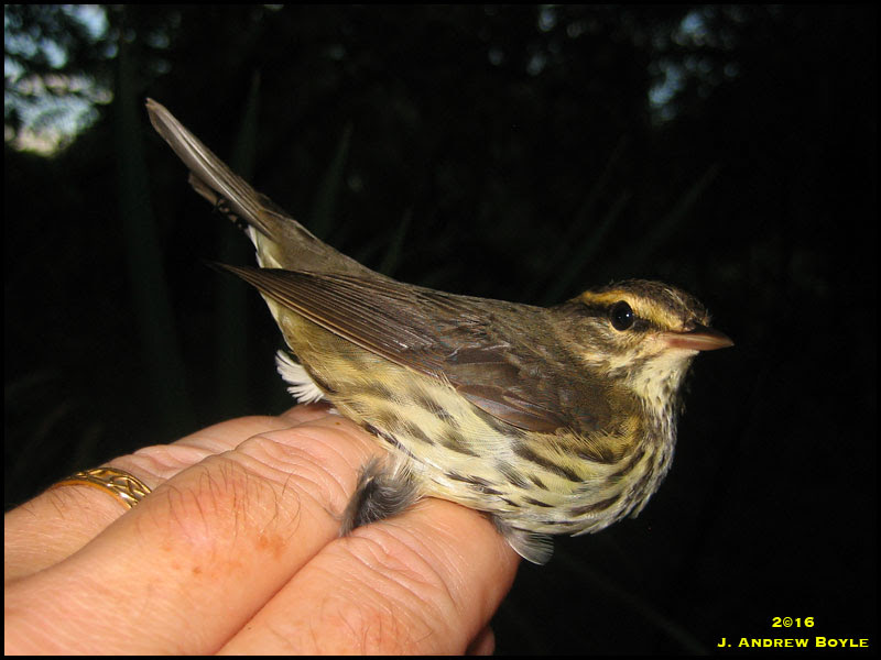 Northern Waterthrush