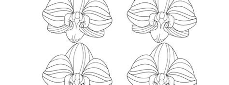 It takes from 3 to 12 months to grow an orchid from seed. orchid template small