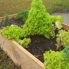 I didn't pick my lettuce and it grew into a mini Christmas tree.