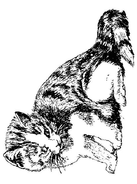 kids  fun kleurplaat poezen en katten poes