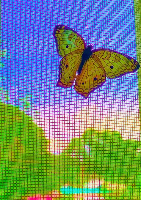 indie butterfly indie art aesthetic indie indie girl