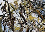 20+ Arbre Gousse, Ide Terkini!