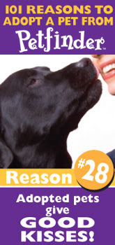 Dog Adoption