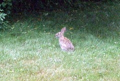 Bunny_71410d