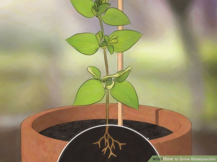 Grow Honeysuckle Step 13.jpg