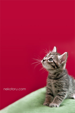 むぎーxmas3 子猫壁紙 For Iphone 無料ダウンロード Nekotoru
