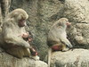 Baboons