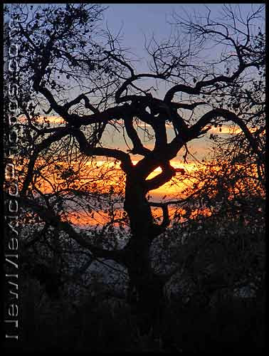 winter tree branches at sunset in Elena Gallegos Picnic Area