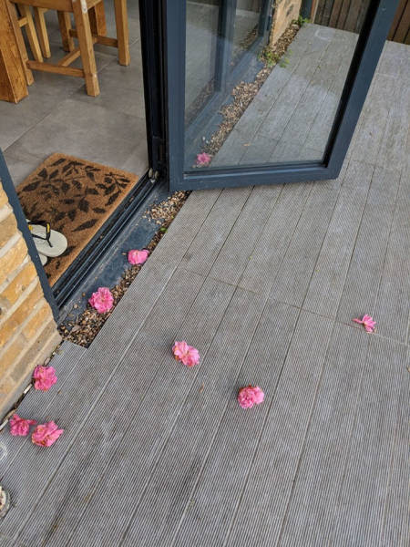 Woman Finally Spots Her Secret Admirer