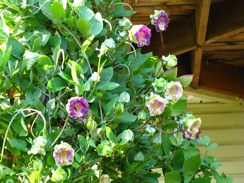 Cobaea scandens