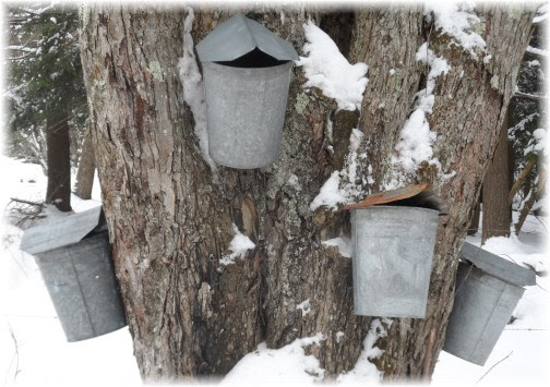 Maple tree taps and buckets for sap 3/22/13