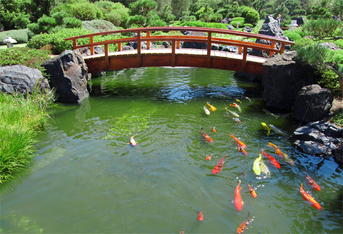 All about Koi Ponds: The Basics of Keeping Koi